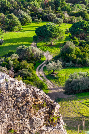 Rural landscape with olive grove and dirt road.の写真素材