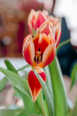 Beautiful tulips in a vase on a windowsill.の写真素材