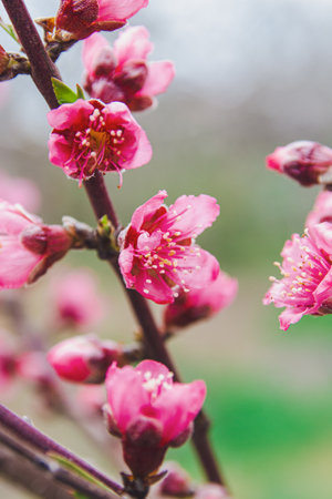 Peach blossom in spring, close-up of pink flowersの写真素材