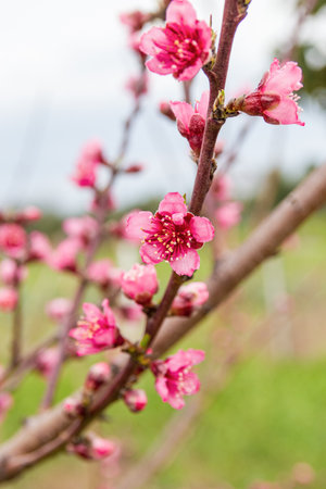 Peach blossom in spring. (Selective focus)の写真素材