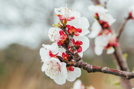 Apricot blossom in spring time. White flowers on a branch.の写真素材