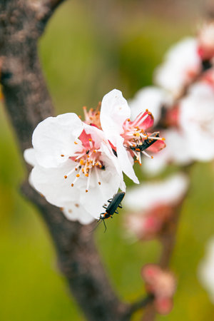 Insects on a blooming apricot tree in springの写真素材