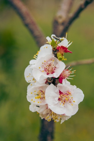 spring flowering of flowers on a tree, white flowers on a treeの写真素材