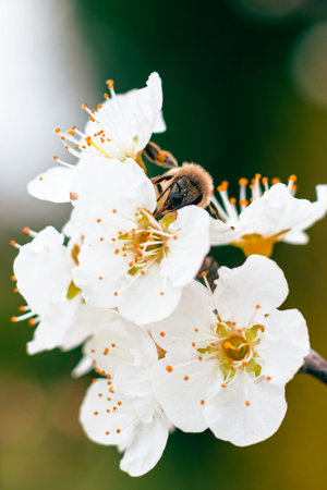 Bee on the flower of a blooming apricot tree in spring