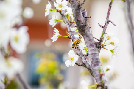 Honey bee pollinating cherry blossom in spring, selective focusの写真素材