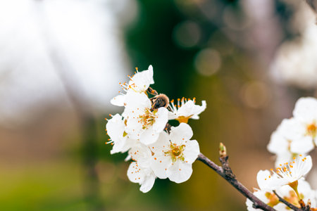 Honey be pollinating white flowers of apricot tree in spring.の写真素材