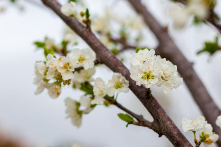 White flowers of a blossoming tree on a background of green leavesの写真素材