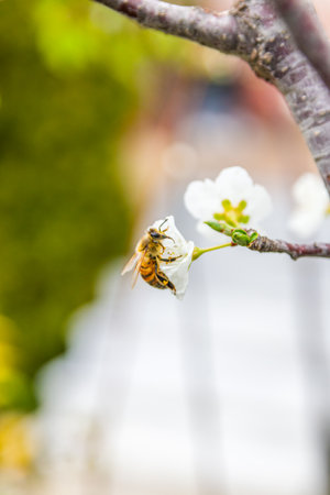 Bee on the flower of a cherry tree in spring. Selective focus.の写真素材