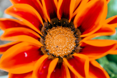 close up of a gazania flower in a garden in summerの写真素材