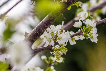 cherry blossom in spring, close-up, shallow depth of fieldの写真素材
