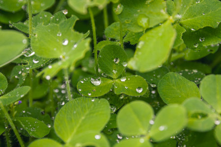 Water drops on green clover leaves. Water drops on clover leaves.の写真素材