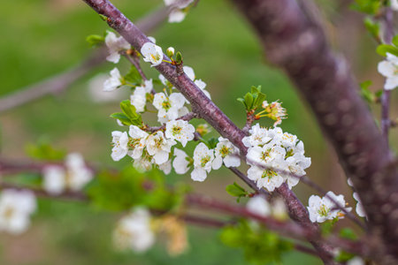 Blossoming branch of cherry on a spring day close-upの写真素材