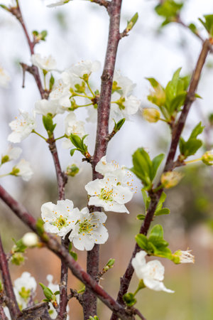 Blossoming branch of cherry on a spring day close-upの写真素材