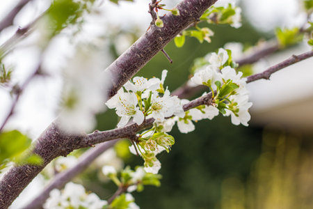 cherry blossom in spring, macro photo with shallow depth of fieldの写真素材