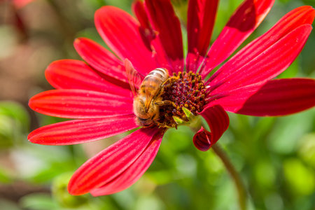 Bee on a red daisy flower. Shallow depth of field.の写真素材