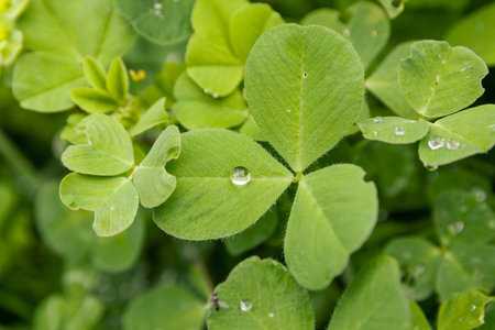 Green clover leaves with water drops close-up. Natural backgroundの写真素材