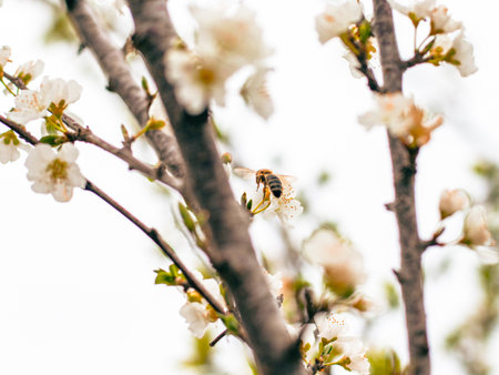 Bee on a cherry blossom tree in spring time. Honey bee pollinates flowers.の写真素材