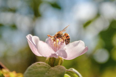 Honey bee collecting pollen from a pink apple blossom in springの写真素材