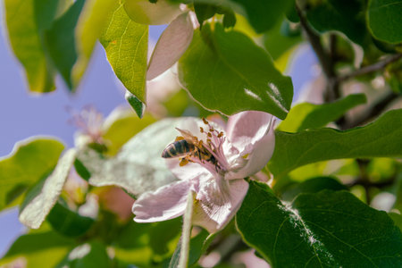 Honey bee on apple blossom in spring. Shallow depth of field.