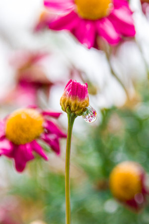 Drops of water on a pink daisy flower in the gardenの写真素材