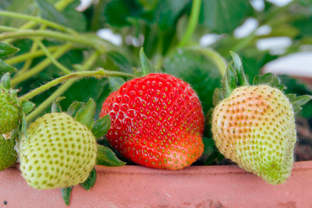 Strawberry fruit in the pot on green background, close upの写真素材