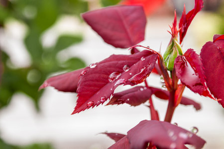 Water drops on red leaves after rain. Shallow depth of field.の写真素材