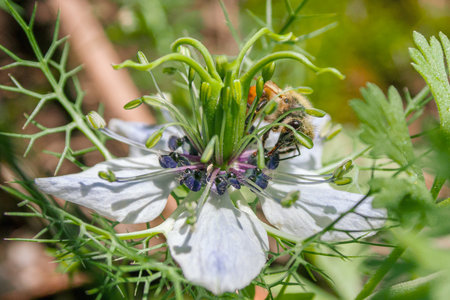 Bee on a flower of a black and white nigella damascenaの写真素材