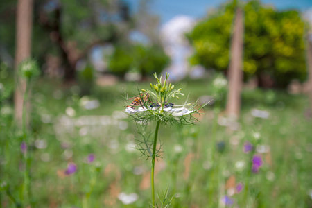 Insects on a flower in the garden, close-upの写真素材
