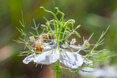 Bee on a flower of a nigella damascena (nigella)の写真素材