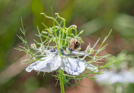Honey bee collecting pollen from the flower of a Nigella damascenaの写真素材