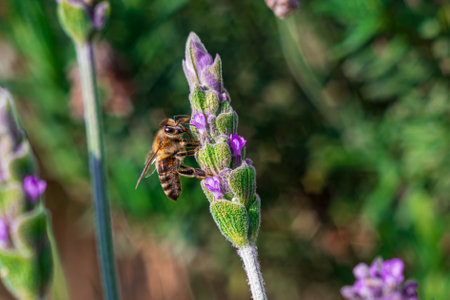 Honey bee on lavender flower. Shallow depth of field.の写真素材