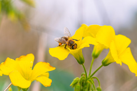 Bee on yellow flower, bee pollinating yellow flower in the garden
