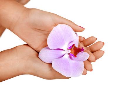 Woman hands holding orchid flowerの写真素材