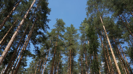 photo of pine trees against the sky