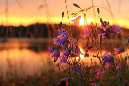 Bellflowers on the Lakeshore at Dawnの写真素材