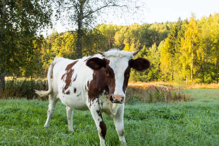 Shot of a young cow in the field. It's looking aggressively to camera.の写真素材