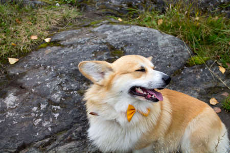 Welsh corgi pembroke dog in bow-tie is smiling during the walk.の写真素材