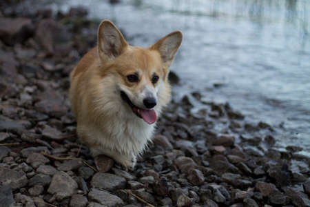 Welsh corgi pembroke dog walking along the rocky lakeshore.の写真素材