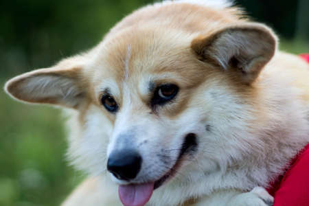 Closeup portrait of welsh corgi pembroke dog on his master's arms.の写真素材