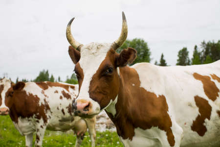Closeup shot of a cow being out at grass.の写真素材