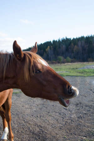Closeup portrait of a young brown horse making faces.の写真素材