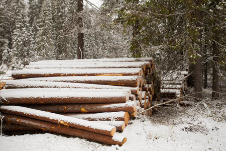 Wood logs are storing in forest during the winter.