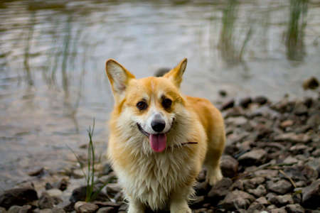 Wet welsh corgi pembroke dog is standing by the water and looking to the camera.の写真素材