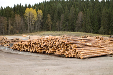 Cut wood logs are stacked outdoor by the forest.