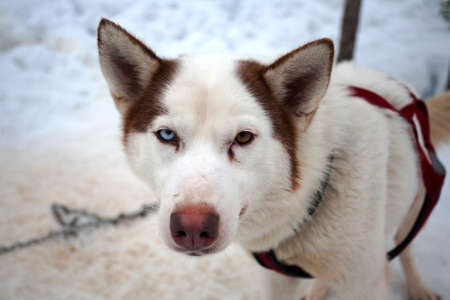 Closeup portrait of Siberian husky dog with blue and brown eyes.の写真素材
