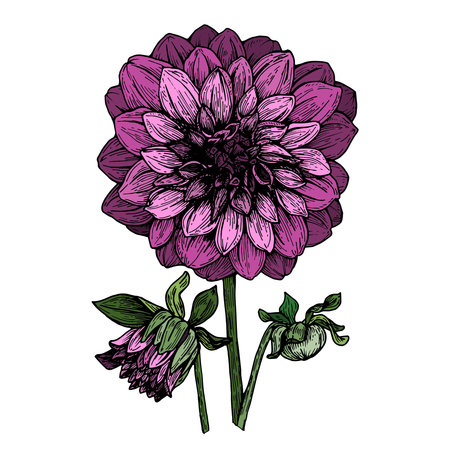 Dahlia graphic illustration, isolated, color, can be used for printing, various designs, postcards, invitations, office, for clothes.の写真素材