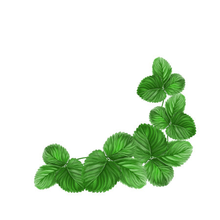 Composition of a green leaf of a strawberry bush. Isolated on a white background.の写真素材