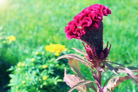 Pink comb celosia flower on background of green grass. Nature botany photoの写真素材