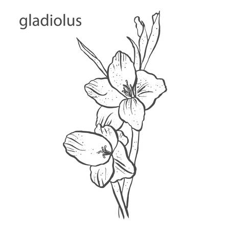 Gladiolus flower in hand drawn style isolated on white background. Botanical flora vector illustrationのイラスト素材