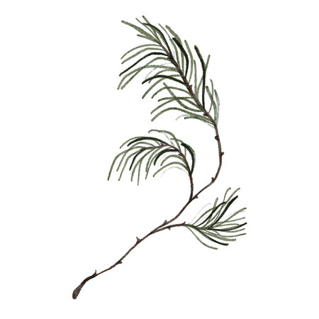 Watercolor fir branch isolated on white background. Christmas tree lush spruce branch twig illustrationの写真素材